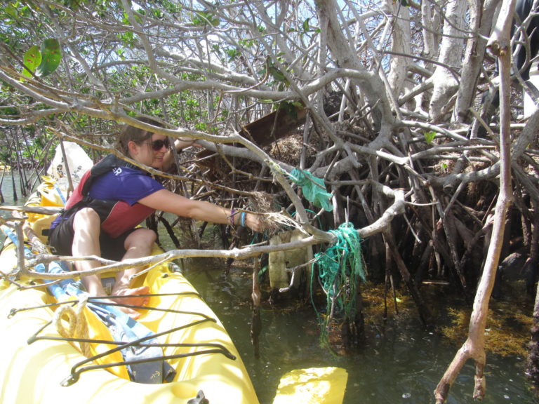 Volunteers Sought for Large-Scale Mangrove Cleanup