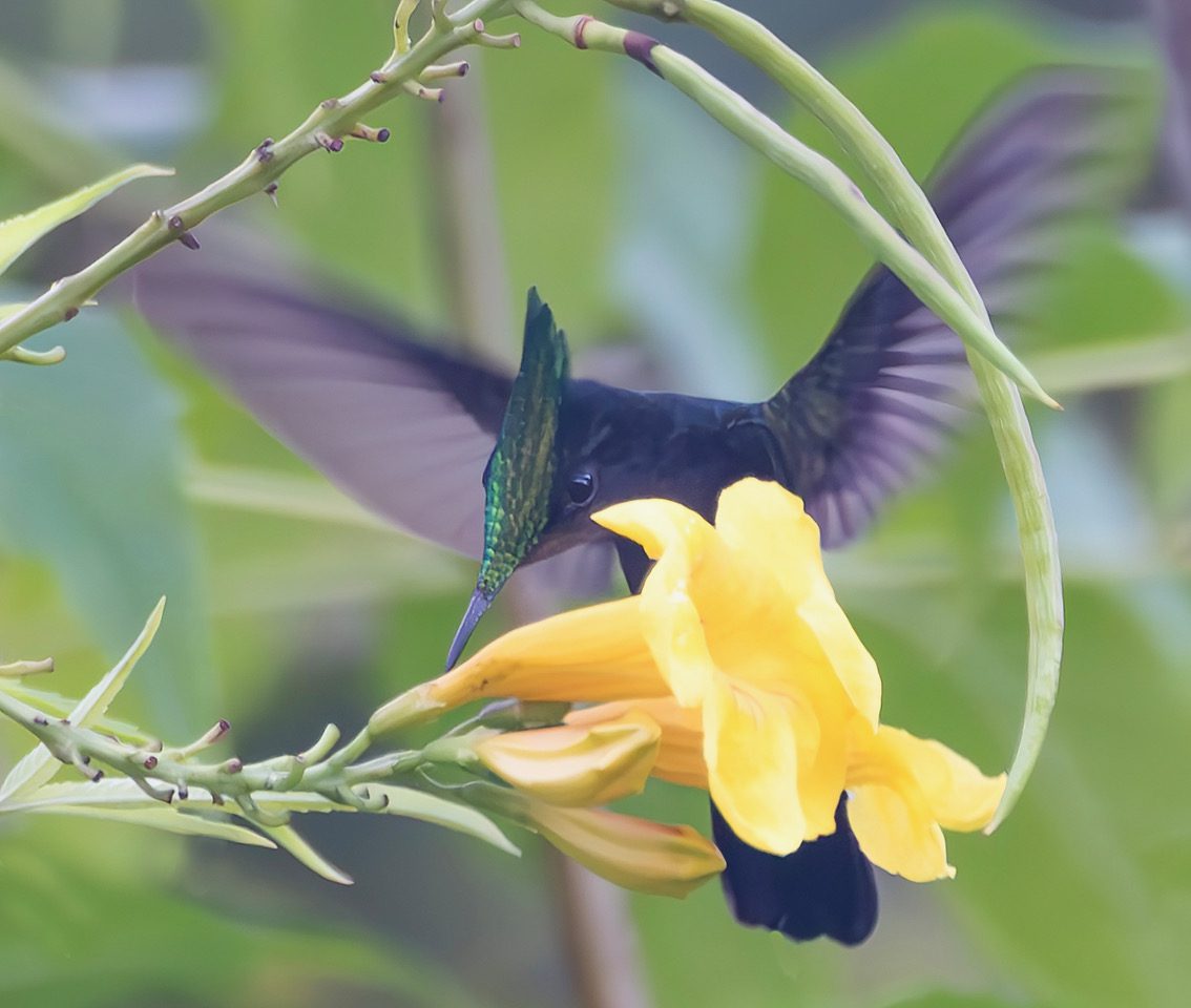A male Antillean Crested Hummingbird pierces the base of a Ginger Thomas flower. (Photo Gail Karlsson)