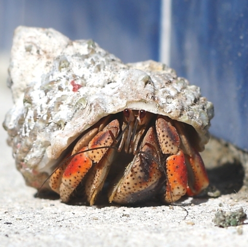 Keep Your Eyes Out for Migrating Hermit Crabs