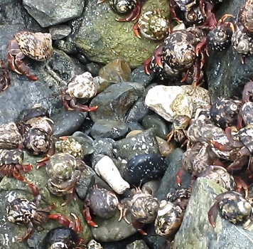 Hermit Crabs Migrate by the Thousands