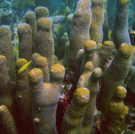NOAA Officially Lists Seven V.I. Coral Species as Threatened