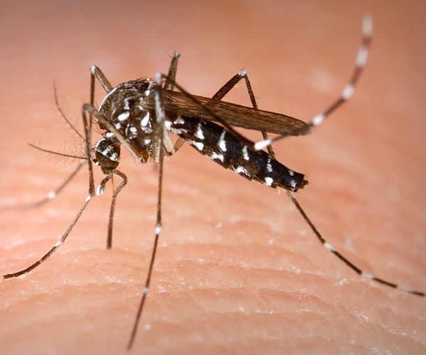 Health Department: 25 Confirmed Chikungunya Cases in V.I.