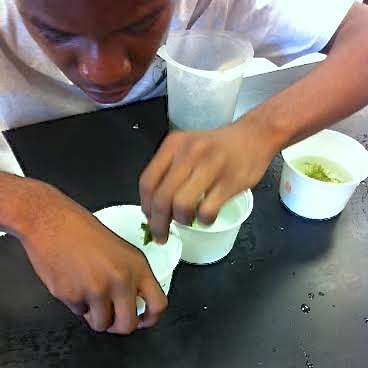 @School: Teen Scientists Explore Sea-Slug Secrets