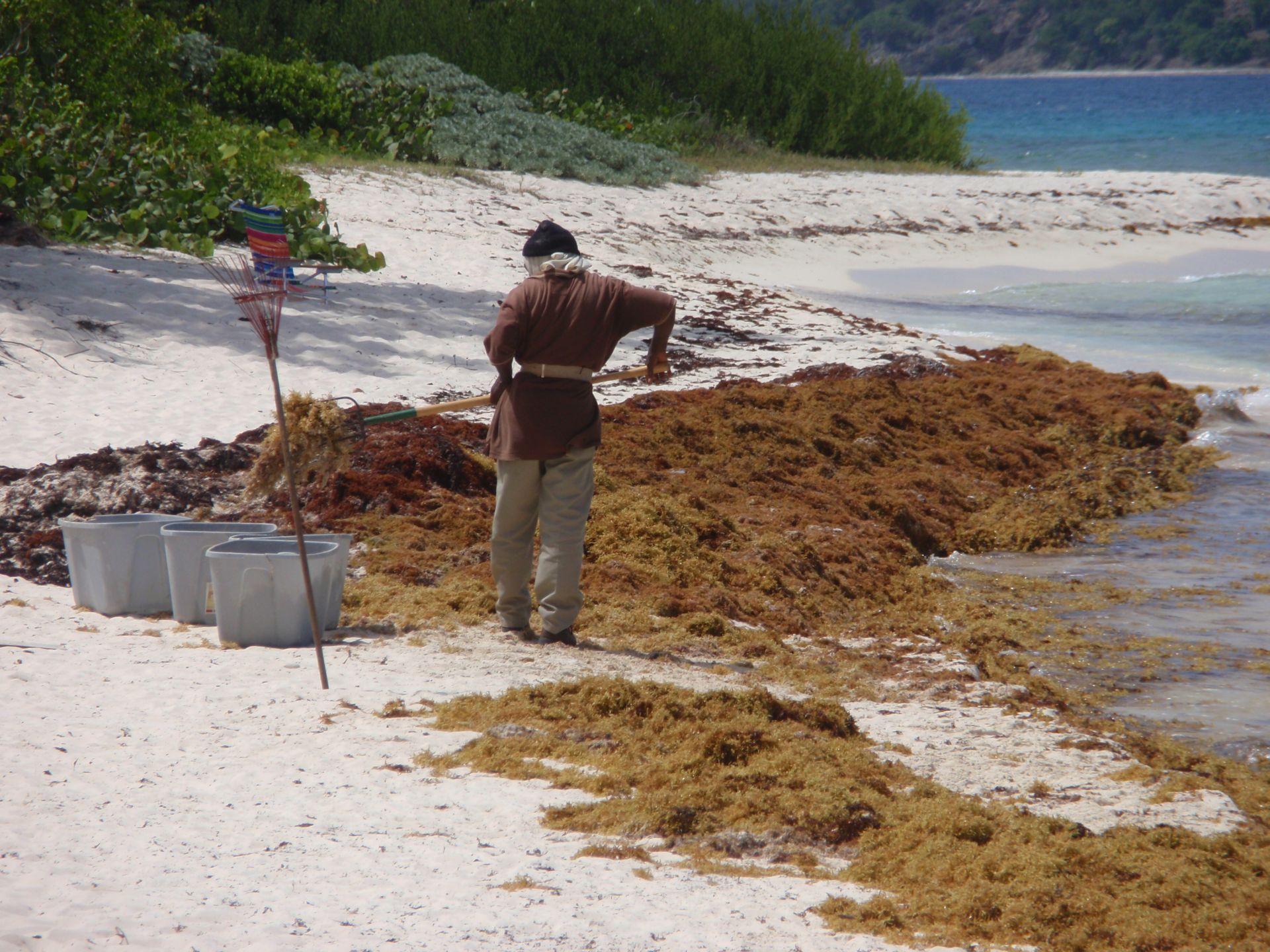 Pesky Seaweed a Downer for V.I. Tourism, But Not Without Benefits