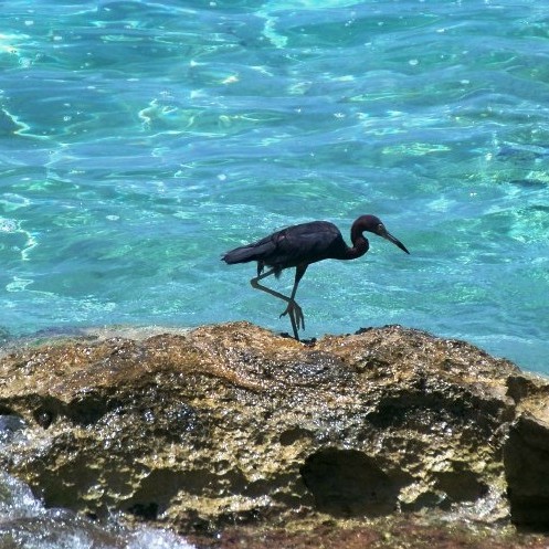 Christmas Bird Counts Set for this Weekend on St. John and St. Croix