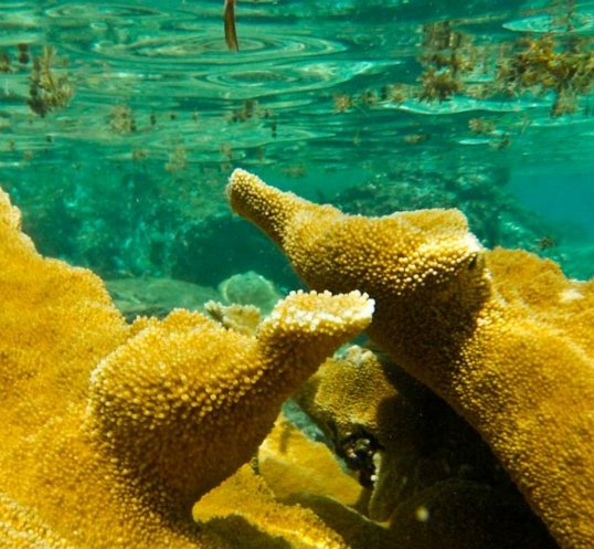 NOAA Proposes to List Nine Caribbean Corals to Endangered List