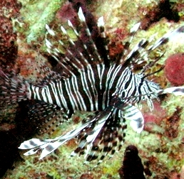 Learn More about Lionfish at Park Service Lecture