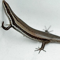 Endangered Species Suit Seeks to Protect Rare Lizards