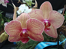 Orchid Show Brings Riot of Color to Legion Hall