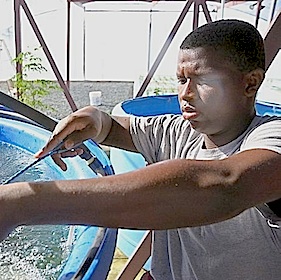 Kean High Tilapia Farm Getting Back to Normal