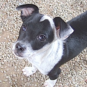 Pets from Paradise: Tinker
