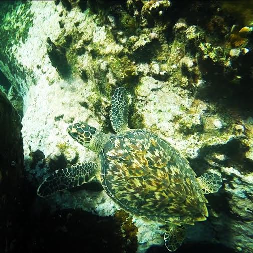 Hawksbill Turtles Get Comfy in 30-year-old Artificial Reef