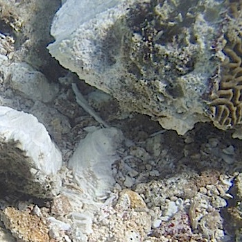 Ship Grounding Tore Gash in Coral Reef