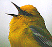 Bird Count Numbers Good, With Some Rare Sightings