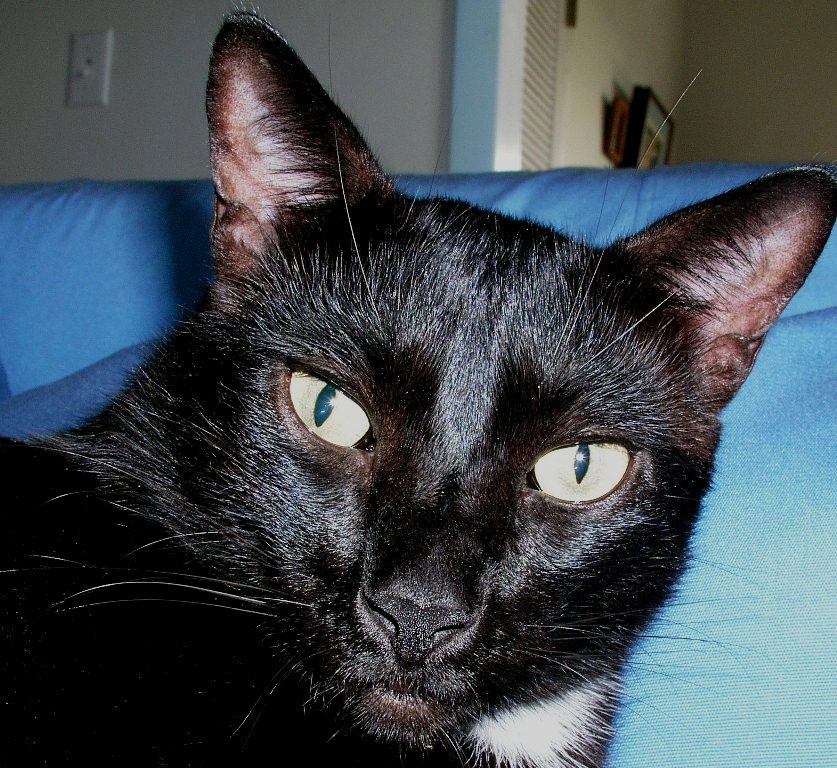 Black Cat Celebration on Friday 13th