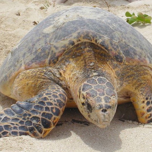 Researchers Gear Up for Peak Turtle Nesting Season