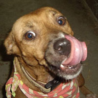 Pets of the Week