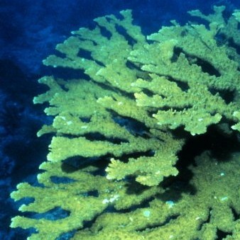 NPS Lecture Focuses on Coral Disease and Coral’s Rough 40 Years