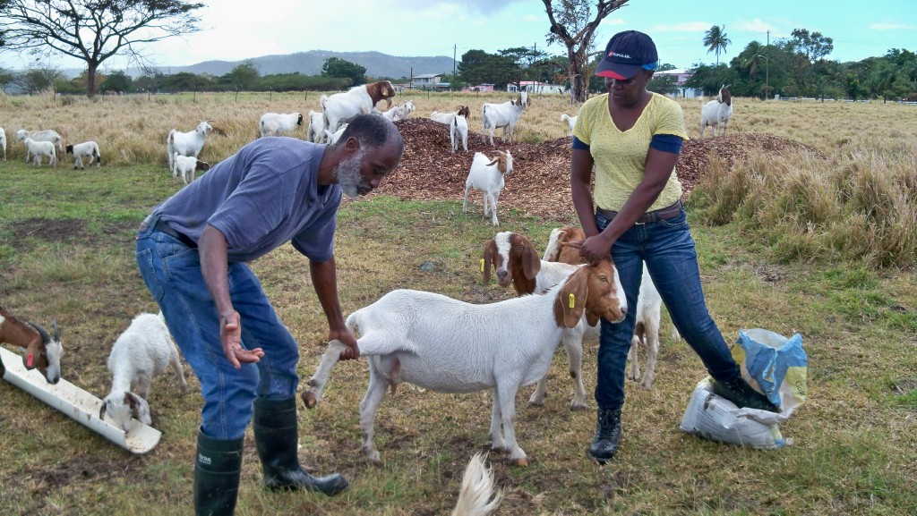 Ghana-Bound Students Get Taste of V.I. Farming