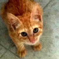 Pets of the Week