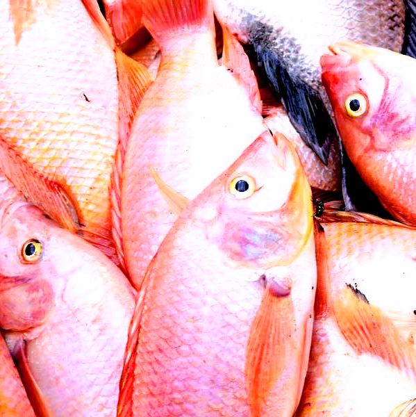 Kean High Tilapia Farm Hit by Vandals, John H. Woodson Burglarized