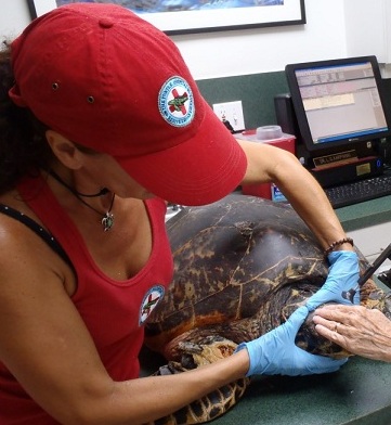 Turtle Good Hope Dies in Florida