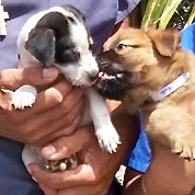 Not for Profit: Virgin Islands Humane Learning Center and St. Croix Animal Welfare Center