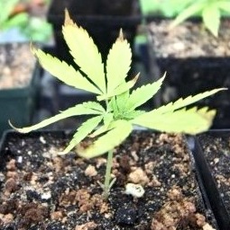 Legislature Unanimously Approves Marijuana Decriminalization
