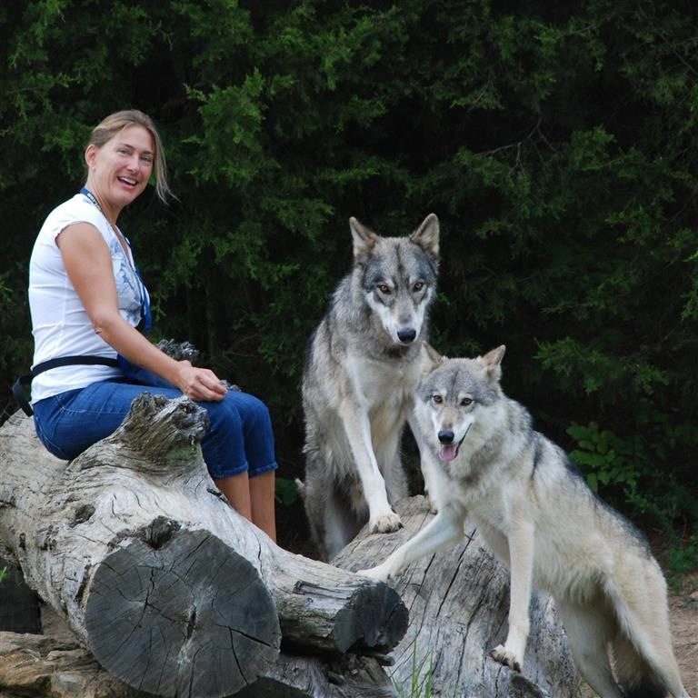 Humane Society Member Shares Love of Wolf-Dogs